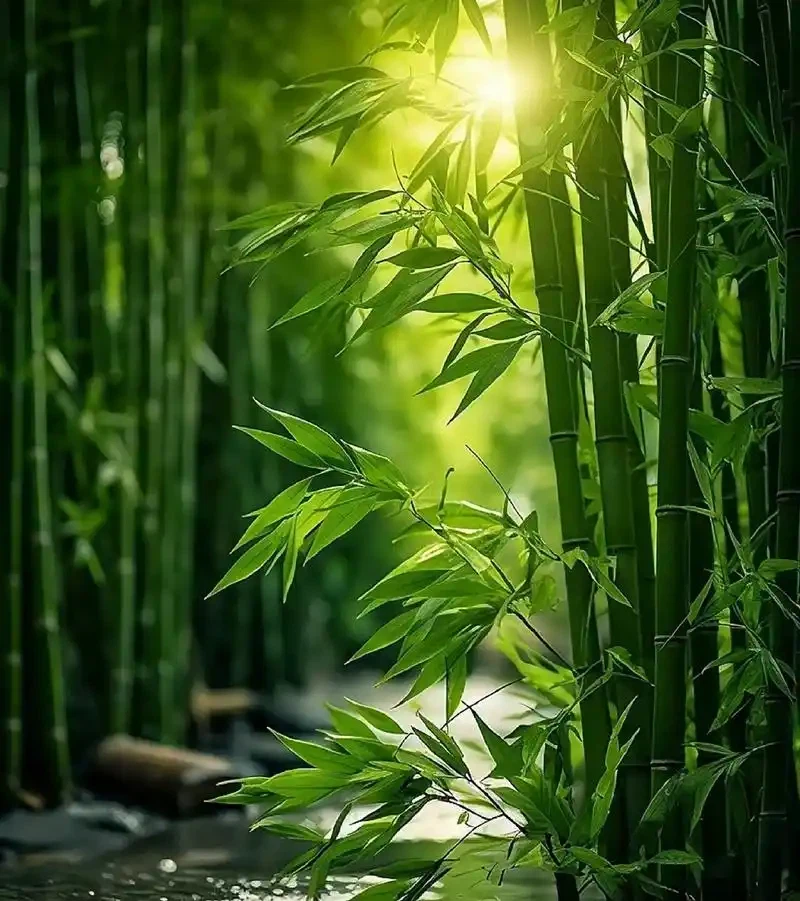 Kyoto'nun bambu fener yolu aydınlandı Alman Noel pazarları